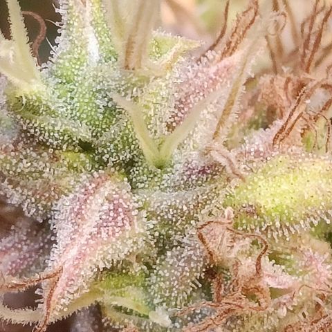King - Amnesia Lemon growlog timeline photo