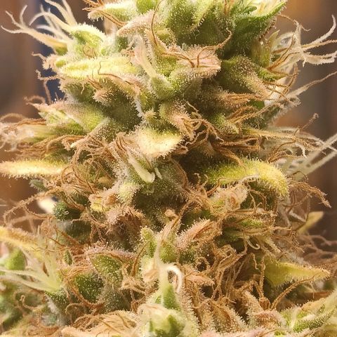 King - Amnesia Lemon growlog timeline photo