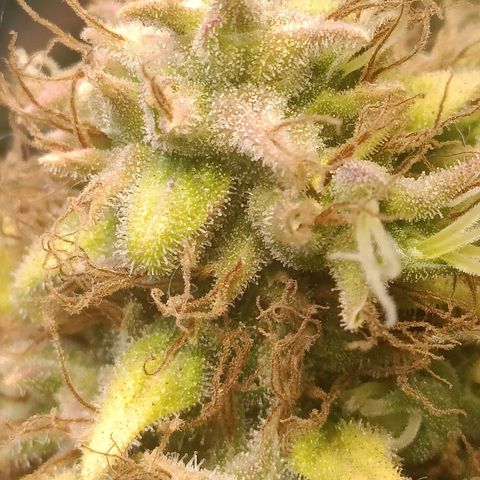 King - Amnesia Lemon growlog timeline photo