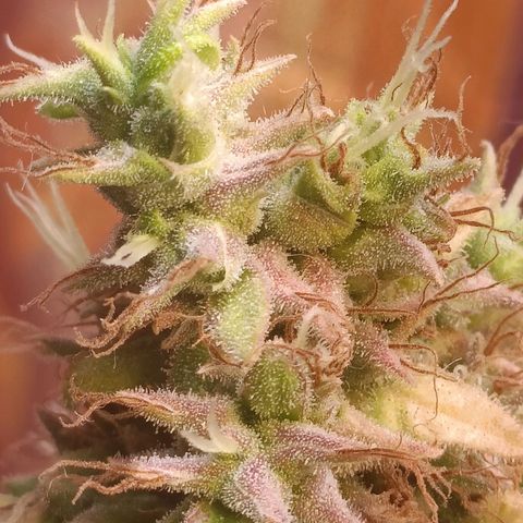 King - Amnesia Lemon growlog timeline photo