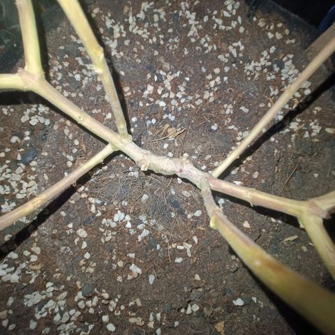 King - Amnesia Lemon growlog timeline photo