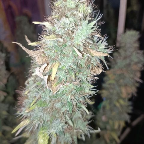 King - Amnesia Lemon growlog timeline photo