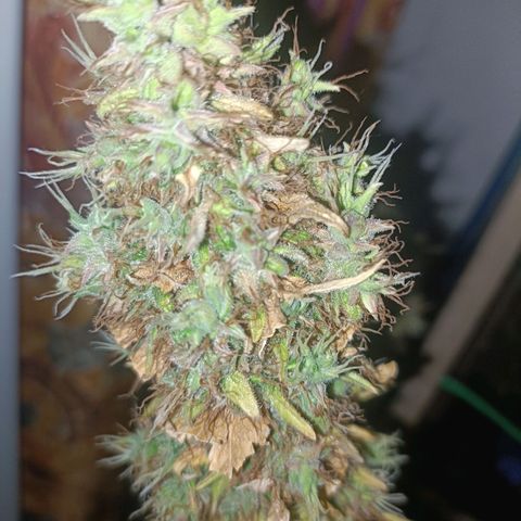 King - Amnesia Lemon growlog timeline photo