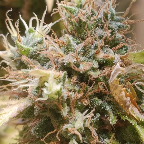 King - Amnesia Lemon growlog timeline photo