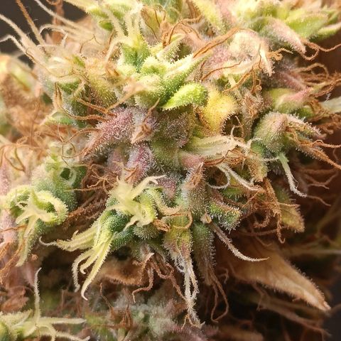 King - Amnesia Lemon growlog timeline photo