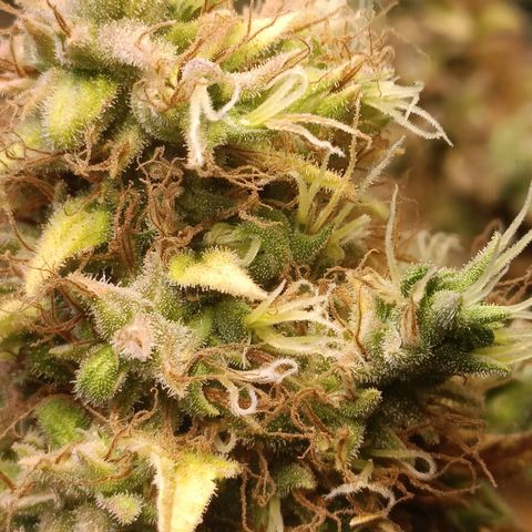 King - Amnesia Lemon growlog timeline photo