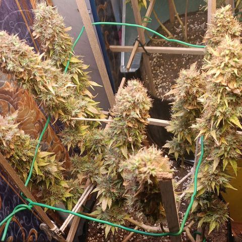 King - Amnesia Lemon growlog timeline photo