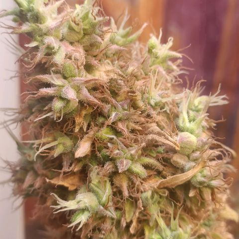 King - Amnesia Lemon growlog timeline photo
