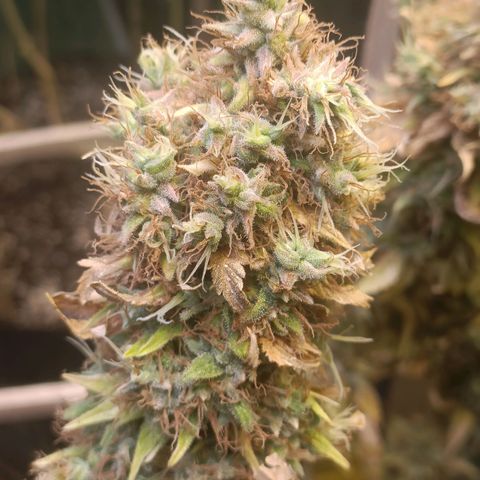 King - Amnesia Lemon growlog timeline photo