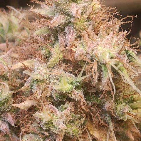 King - Amnesia Lemon growlog timeline photo