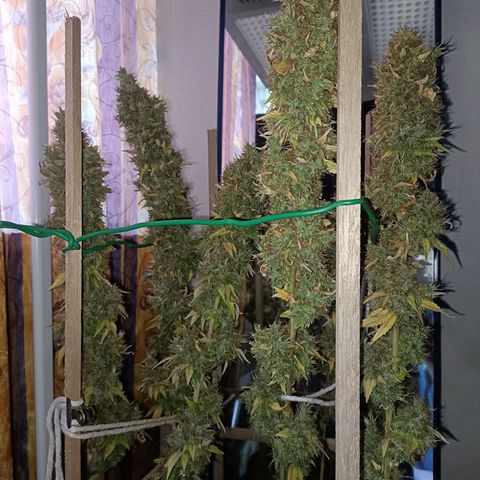 King - Amnesia Lemon growlog timeline photo