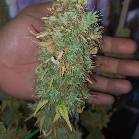 King - Amnesia Lemon growlog timeline photo