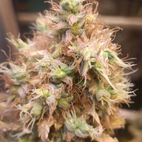 King - Amnesia Lemon growlog timeline photo