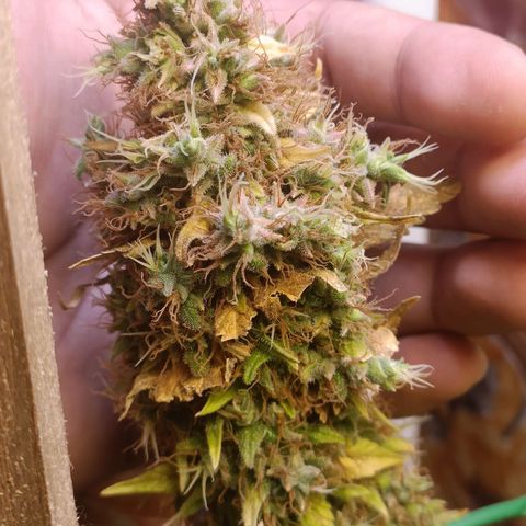 King - Amnesia Lemon growlog timeline photo