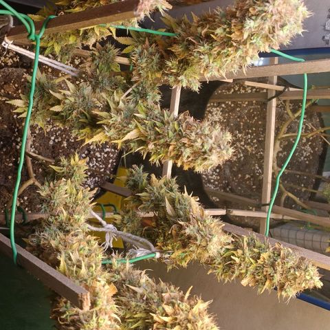 King - Amnesia Lemon growlog timeline photo