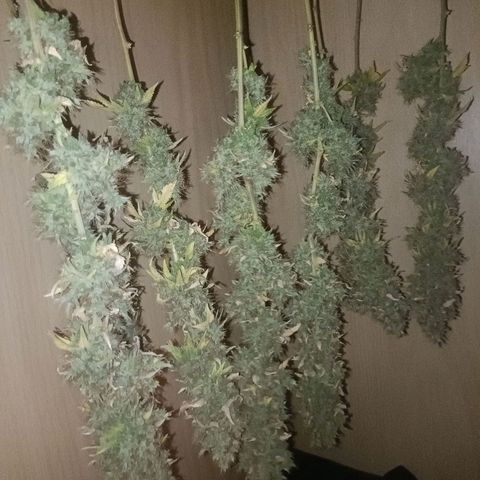 King - Amnesia Lemon growlog timeline photo