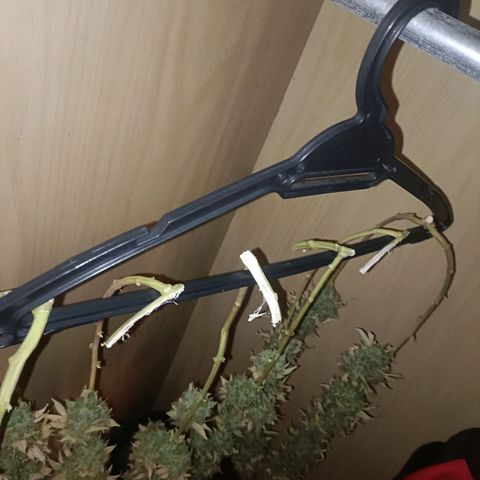 King - Amnesia Lemon growlog timeline photo