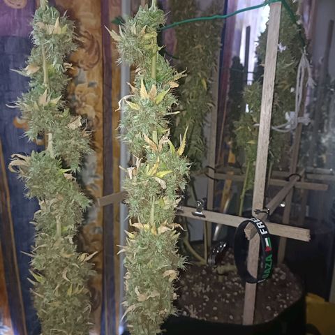 King - Amnesia Lemon growlog timeline photo