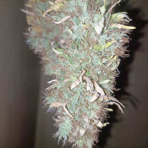 King - Amnesia Lemon growlog timeline photo