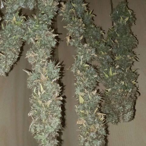 King - Amnesia Lemon growlog timeline photo