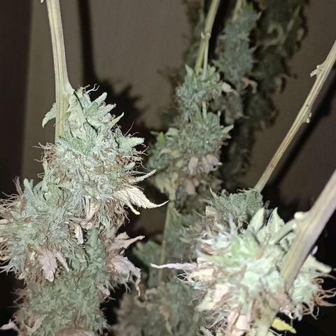 King - Amnesia Lemon growlog timeline photo