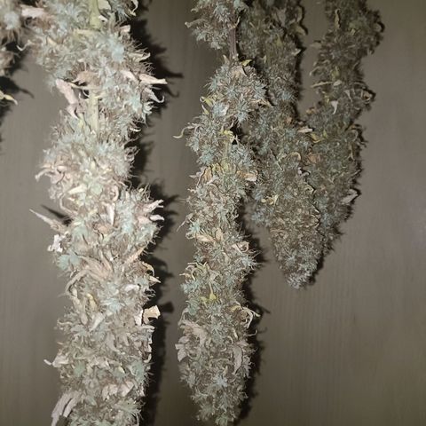 King - Amnesia Lemon growlog timeline photo