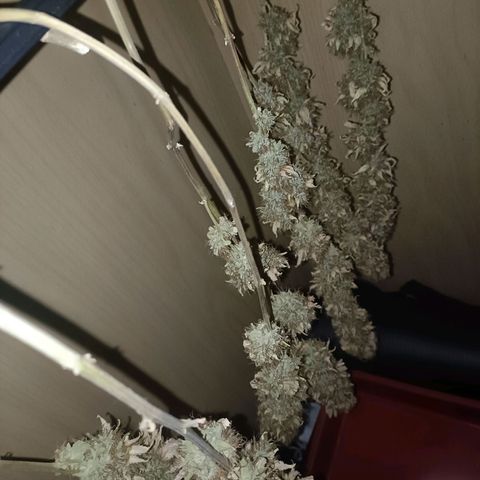 King - Amnesia Lemon growlog timeline photo