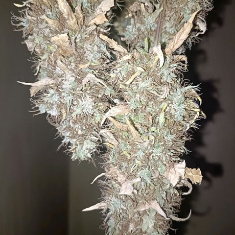King - Amnesia Lemon growlog timeline photo