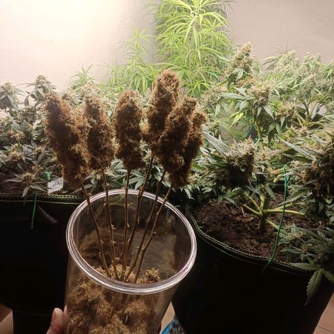 King - Amnesia Lemon growlog timeline photo