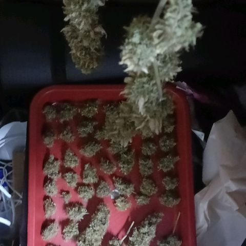King - Amnesia Lemon growlog timeline photo