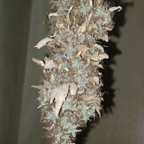 King - Amnesia Lemon growlog timeline photo