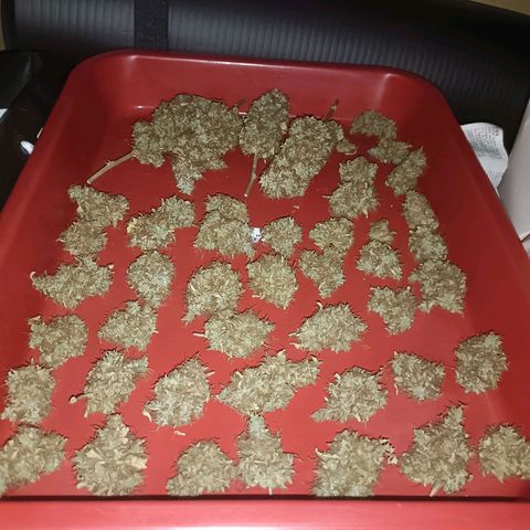King - Amnesia Lemon growlog timeline photo