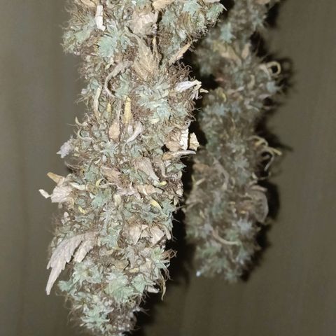 King - Amnesia Lemon growlog timeline photo