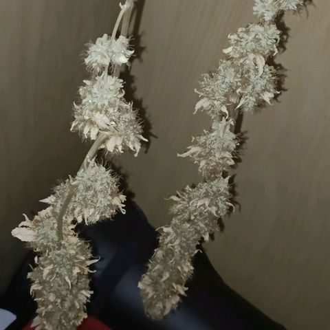 King - Amnesia Lemon growlog timeline photo