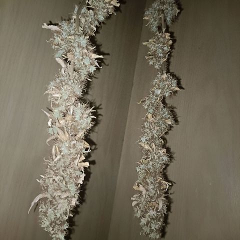 King - Amnesia Lemon growlog timeline photo