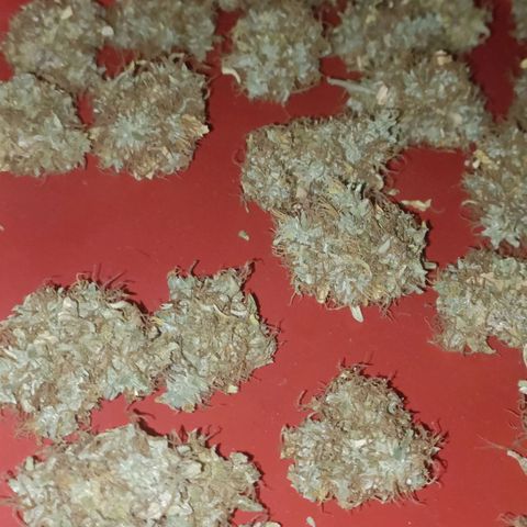 King - Amnesia Lemon growlog timeline photo