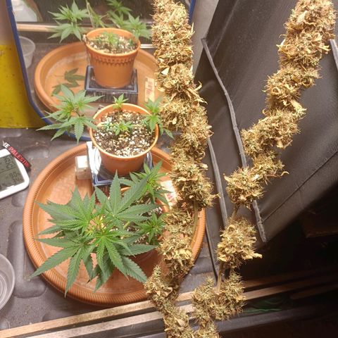 King - Amnesia Lemon growlog timeline photo