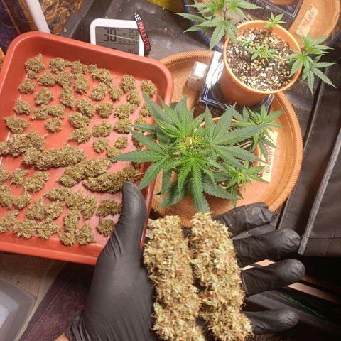 King - Amnesia Lemon growlog timeline photo