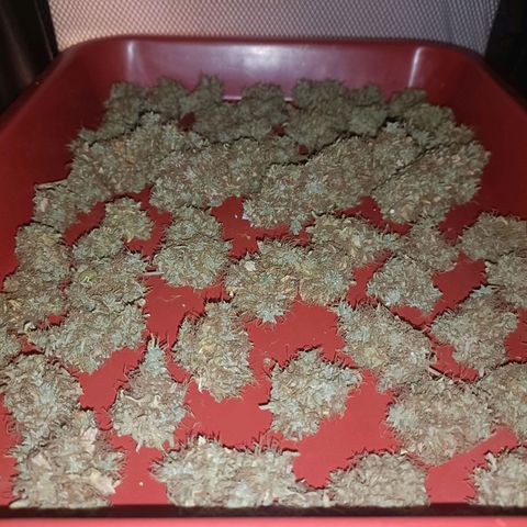 King - Amnesia Lemon growlog timeline photo
