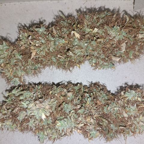 King - Amnesia Lemon growlog timeline photo