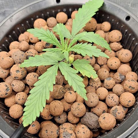Blazedeyes 1 growlog photo: Ec 1.5