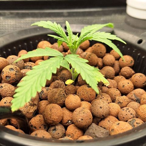 Blazedeyes 1 growlog photo: Ec 1.5