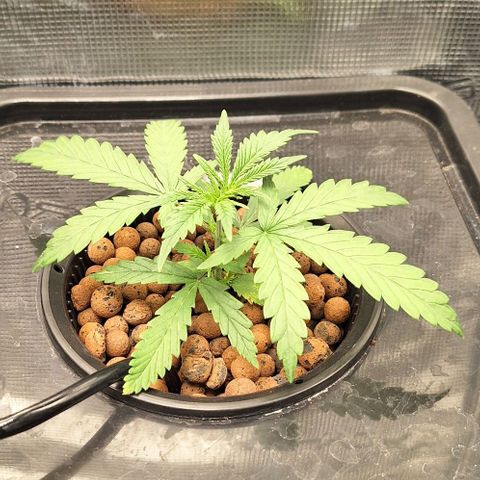 Blazedeyes 1 growlog timeline photo