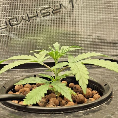 Blazedeyes 1 growlog timeline photo