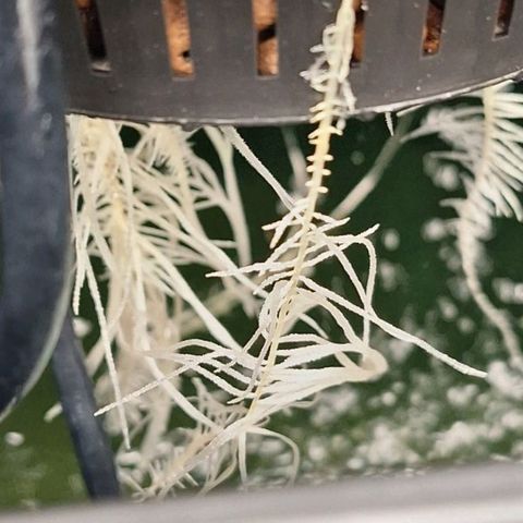 Blazedeyes 1 growlog timeline photo