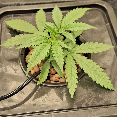 Blazedeyes 1 growlog timeline photo