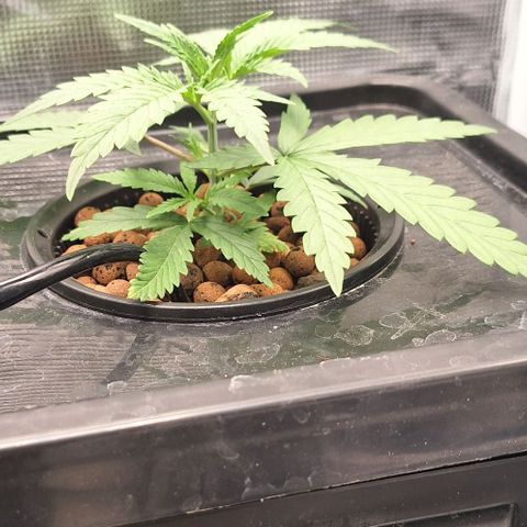 Blazedeyes 1 growlog timeline photo
