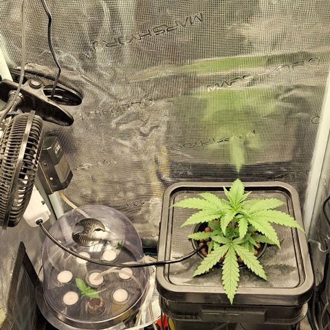 Blazedeyes 1 growlog timeline photo
