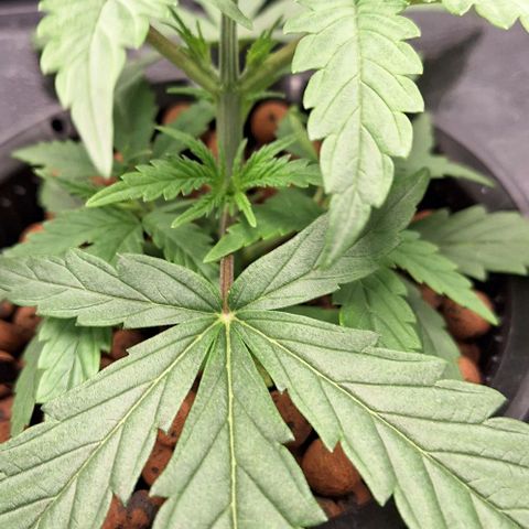 Blazedeyes 1 growlog timeline photo