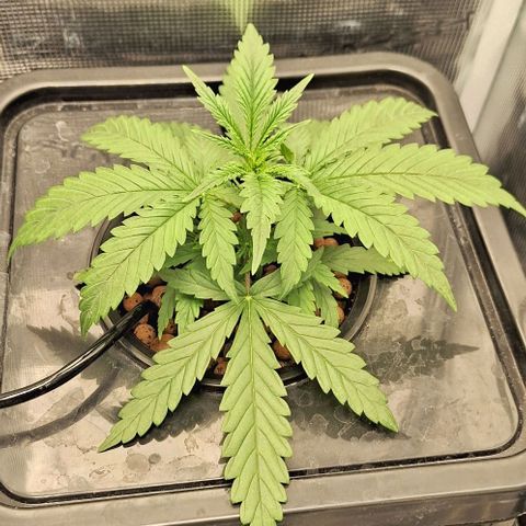 Blazedeyes 1 growlog timeline photo